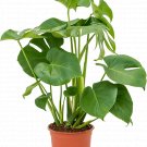 Monstera Deliciosa UK Plant