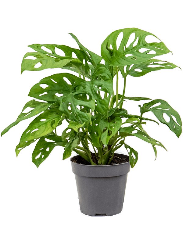 Monstera Adansonii - Monkey Mask UK Plant