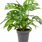 Monstera Adansonii - Monkey Mask UK Plant