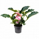 Medinilla Magnifica - Rose Grape Orchid UK Plant