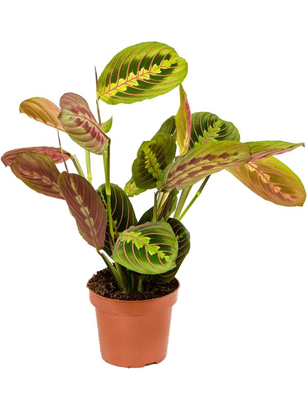 Maranta Leuconeura fascinator UK Plant