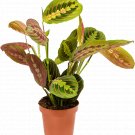 Maranta Leuconeura fascinator UK Plant