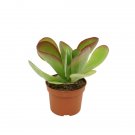 Kalanchoe thyrsiflora - Desert rose UK Plant