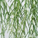 Hoya Linearis UK Plant