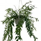 Hoya Bella hanging UK Plant