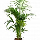 Howea Fosteriana - Kentia Palm UK Plant