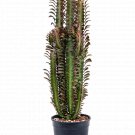 Euphorbia trigona rubra - African Milk Tree Succulent UK Plant