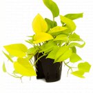 Epipremnum pinnatum Golden Neon Pothos UK Plant