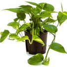 Epipremnum Aureum - Devils Ivy UK Plant