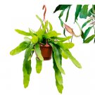 Epiphyllum Pumilum - White Orchid Cactus UK Plant