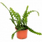 Epiphyllum Anguliger - Fishbone cactus UK Plant
