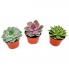 Echeveria Succulent Mix - set of 3 UK Plant