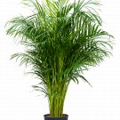 Dypsis lutescens - Areca Palm Exotic UK Plant