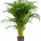 Dypsis lutescens - Areca Palm Beautiful UK Plant