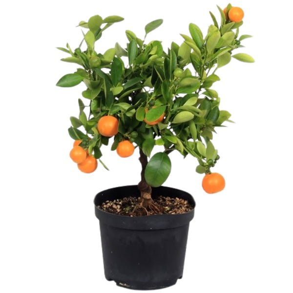 Citrus Calamondin Orange Fruit tree UK Plant