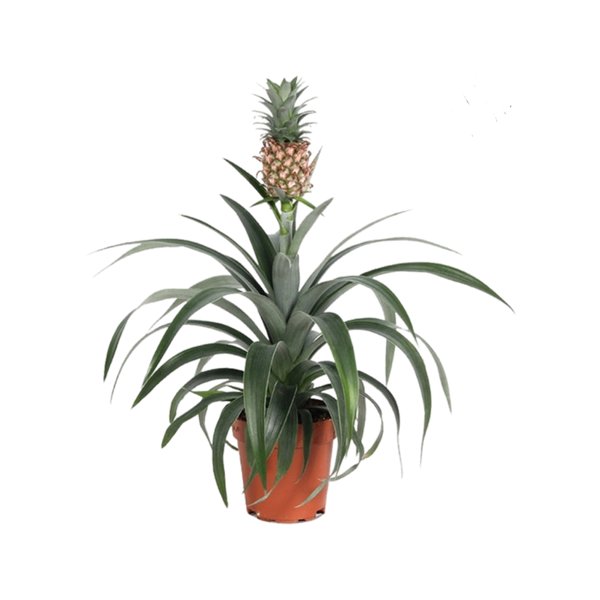 Ananas - Pineapple UK Plant