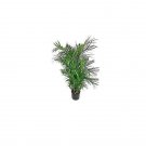 8 AU Seeds Bamboo Palm Chamaedorea seifrizii