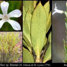 30 AU Seeds Granite Marianthus granulatus