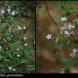 30 AU Seeds Granite Marianthus granulatus