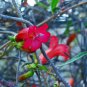 30 AU Seeds Red Marianthus erubescens