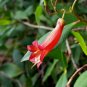 30 AU Seeds Red Marianthus erubescens