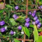 Billardiera longiflora Purple Appleberry 20 AU Seeds