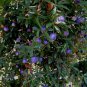 Billardiera longiflora Purple Appleberry 20 AU Seeds