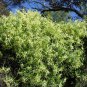 30 AU Seeds Fine leaf Clematis microphylla