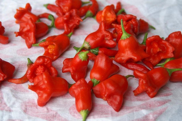 Red Chilli Scotchbonnet Capsicum annuum 20 AU Seeds