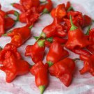 Red Chilli Scotchbonnet Capsicum annuum 20 AU Seeds