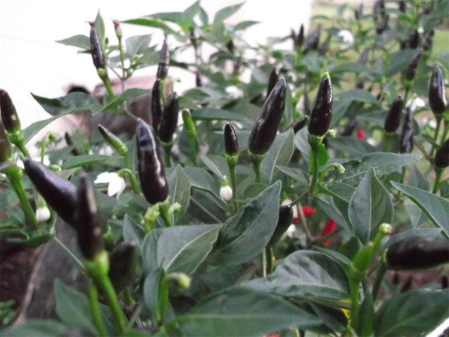 Black Chilli Royal Capsicum annuum 20 AU Seeds
