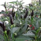 Black Chilli Royal Capsicum annuum 20 AU Seeds