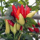 Chilli Red Hyb Missile Capsicum annuum 30 AU Seeds