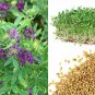 200 AU Seeds Alfalfa Medicago sativa