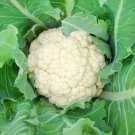 Snowball Cauliflower Organic Brassica olercea 50 AU Seeds