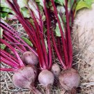 Red Ruby Beet Beta vulgaris Organic 20 AU Seeds
