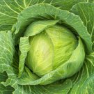 Golden Acre Cabbage Organic Brassica oleracea 20 AU Seeds Fresh