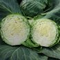 Golden Acre Cabbage Organic Brassica oleracea 20 AU Seeds Fresh