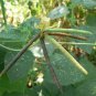 20 AU seeds Mung Bean vigna radiata