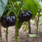 Organic Black Eggplant Beauty Solanum melongena 25 AU Seeds