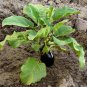 Organic Black Eggplant Beauty Solanum melongena 25 AU Seeds