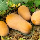 Pumpkin Butternut 10 AU Seeds