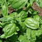 Organic Basil Ocimum basilicum 50 AU Seeds Fresh
