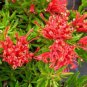 5 AU Seeds Fan Grevillea ramosissima