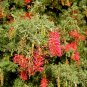 5 AU Seeds Fan Grevillea ramosissima
