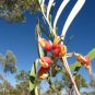 5 AU Seeds Silver leaf Grevillea refracta