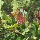 Grevillea wickhamii Holly Leaf 15 AU Seeds