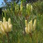 10 AU Seeds Candlestick Grevillea candelabroides