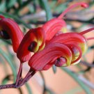 5 AU Seeds GREVILLEA nudiflora