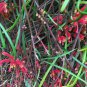 5 AU Seeds GREVILLEA nudiflora